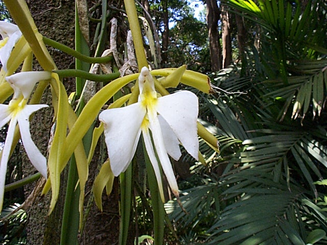 Orchidee im suptrop.Bergwald, 17.04.03.jpg - in dem warm-feuchten klima gedeiht alles